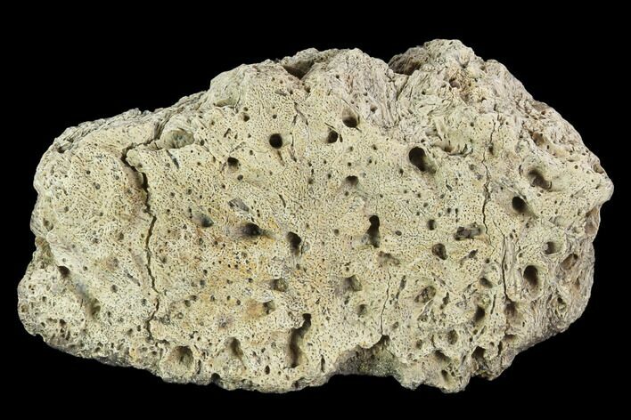 Ceratopsian Frill Shield Section - Alberta (Disposition #-) #94868